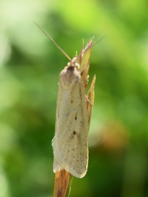 Aiuto per identificazione Tortricidae - Eana osseana